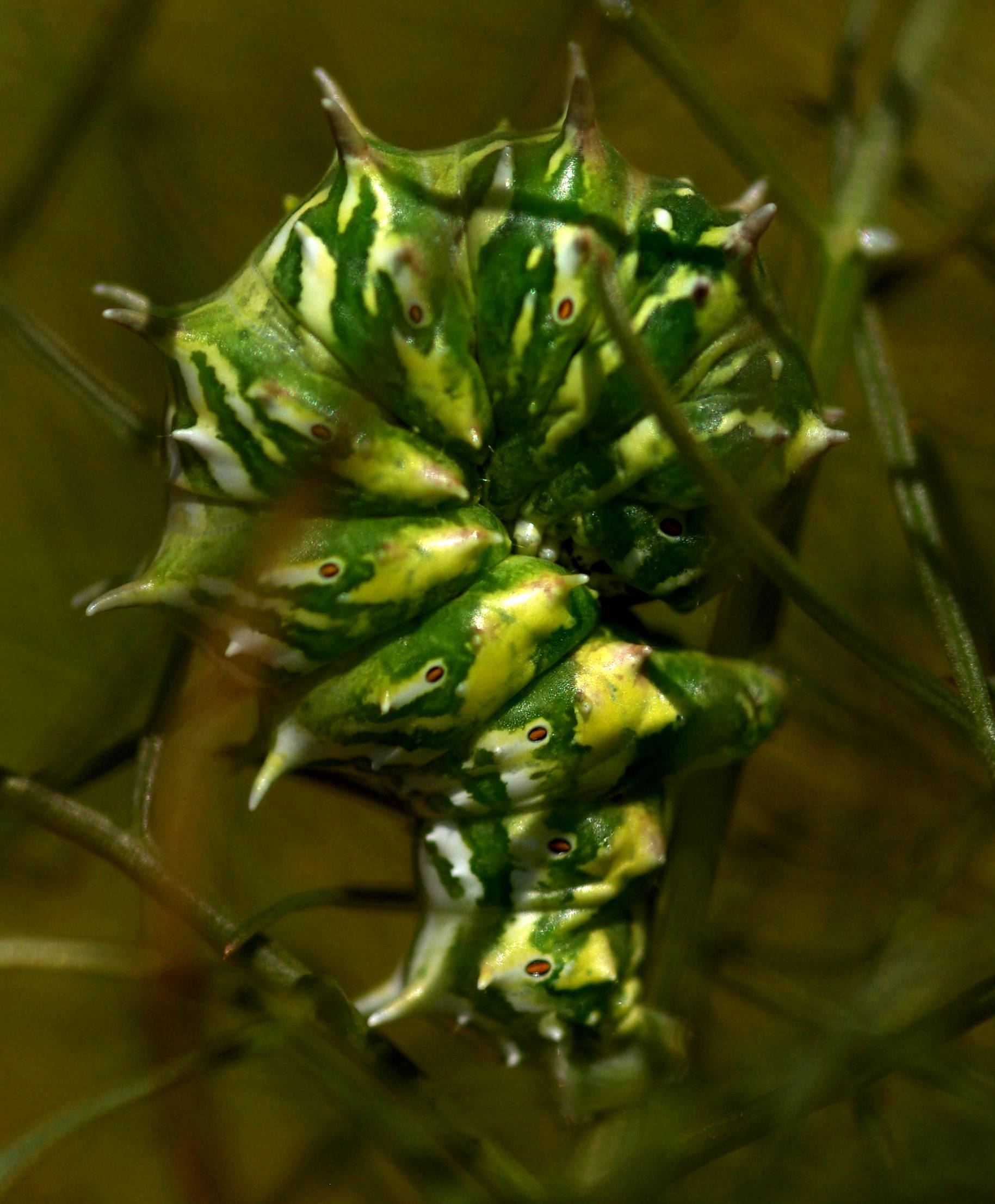 dalla Murgia: Apochima flabellaria (Geometridae)